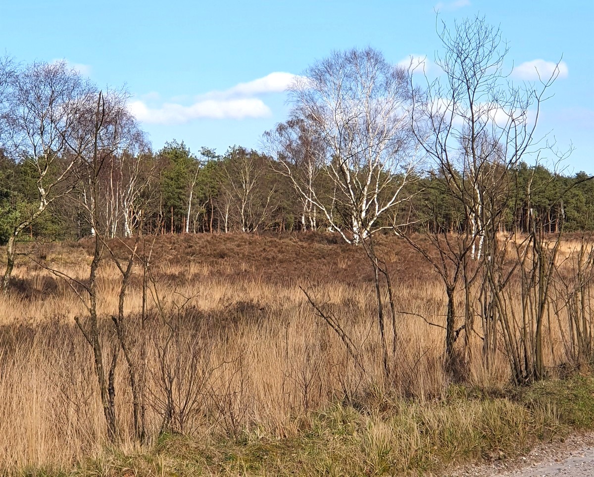 Heidelandschap met dor gras, kale bomen en bosrand onder heldere blauwe lucht.