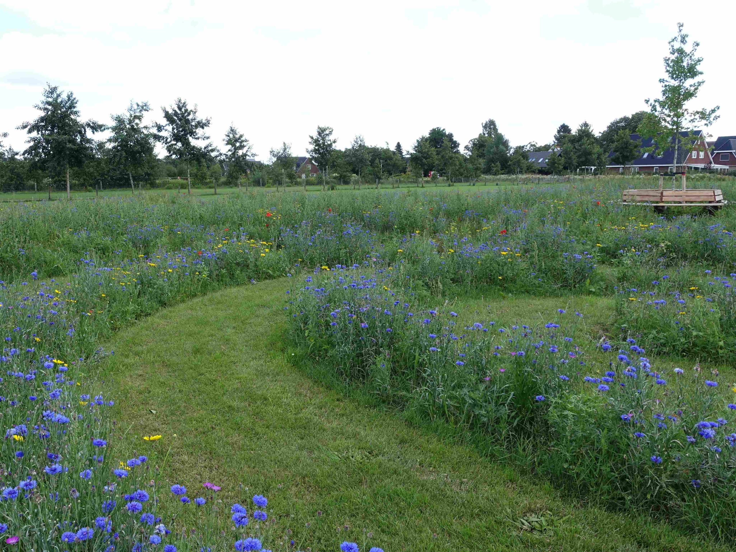 Een kronkelend graspad door een veld met kleurrijke bloemen en een bank onder een jonge boom.