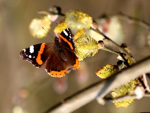 Een vlinder met oranje en zwart patroon rust op wilgenkatjes.