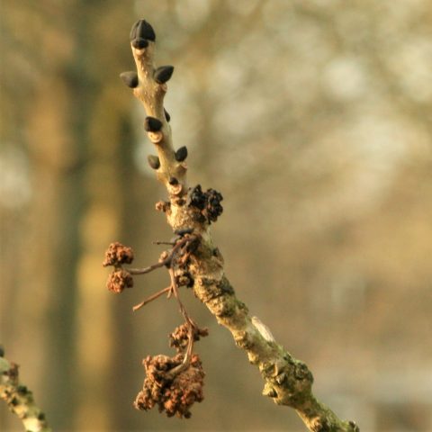Twijg met donkere knoppen en oude bloeiwijzen, onscherpe achtergrond.