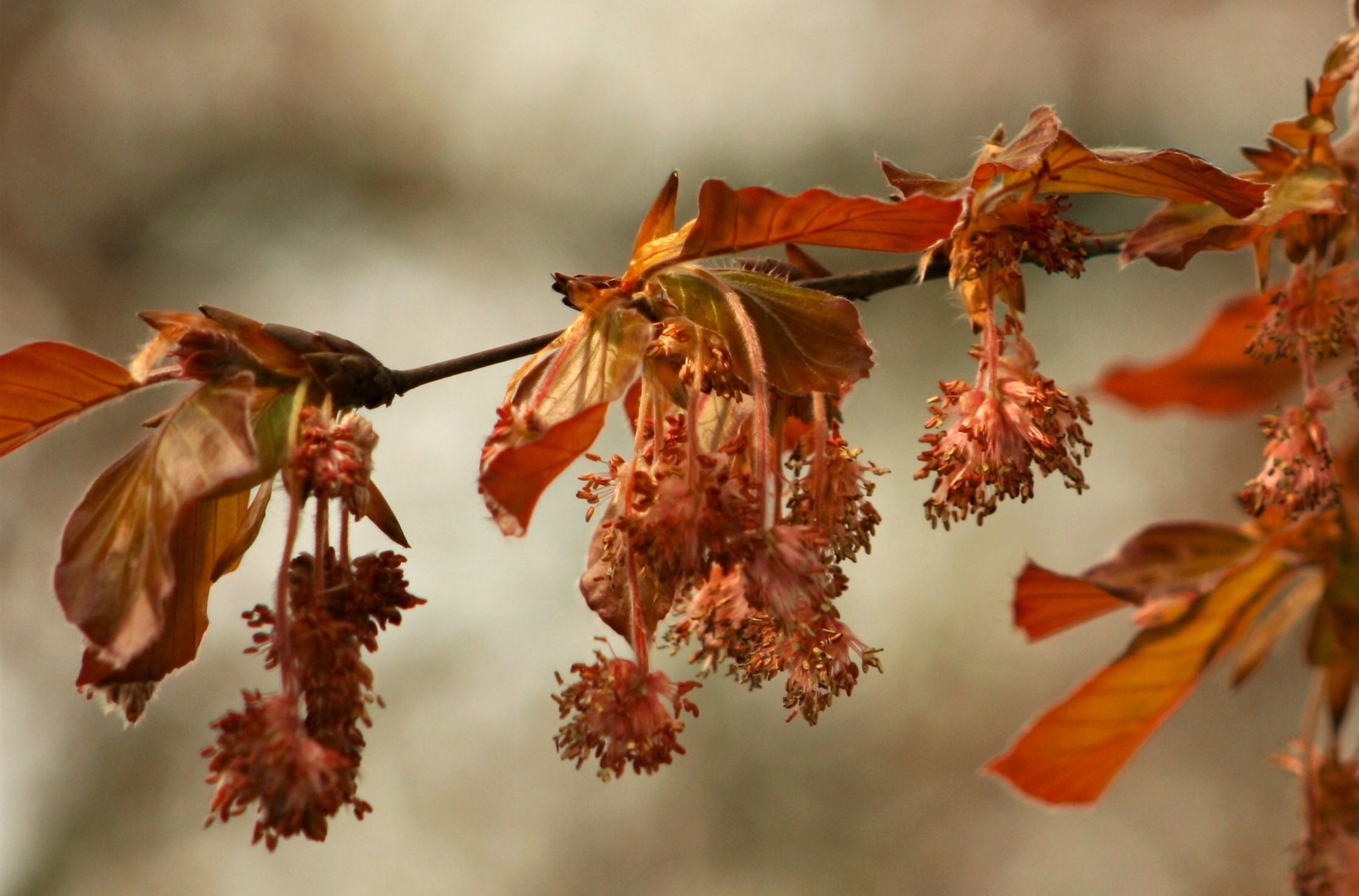 Bruine bladeren en trossen bloeiende bloemen aan een tak met een zachte, onscherpe achtergrond.