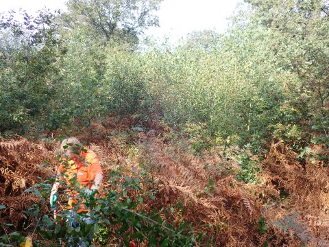 Opslag verwijderen uit hakhout perceel bij Hoog Buurlo