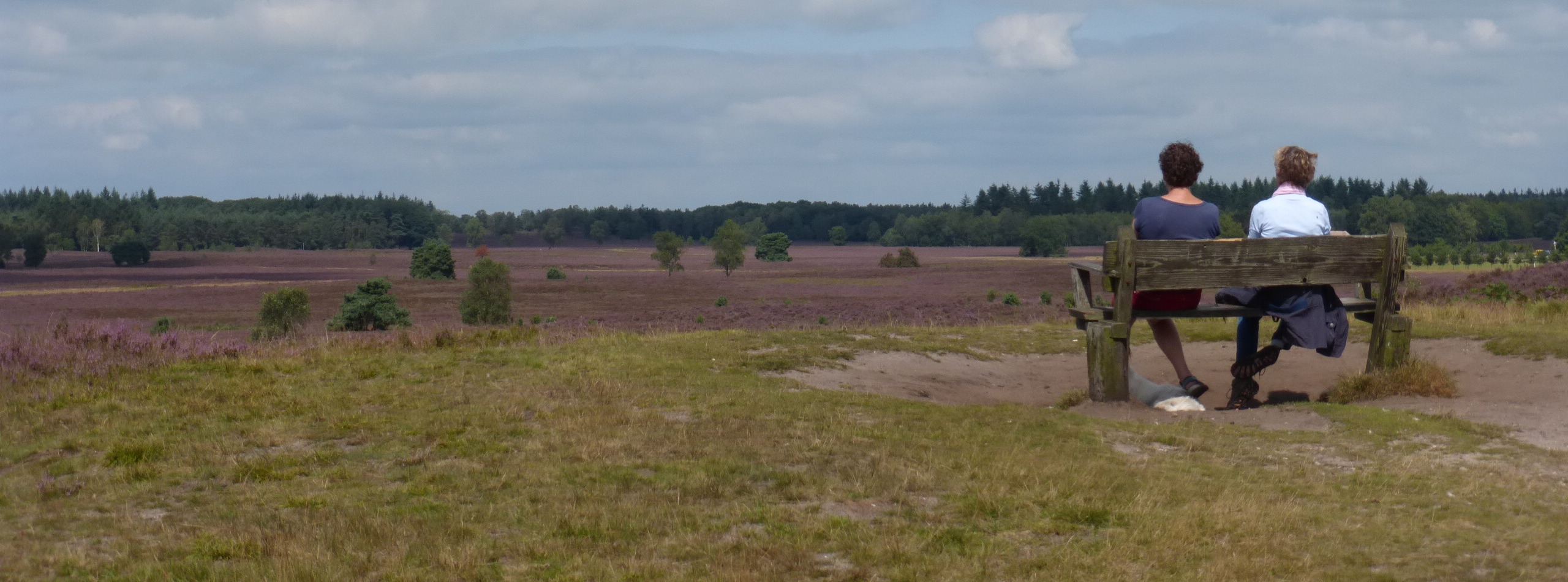 Twee mensen op een bankje kijken uit over een paarse heidevlakte en bosrand onder bewolkte hemel.