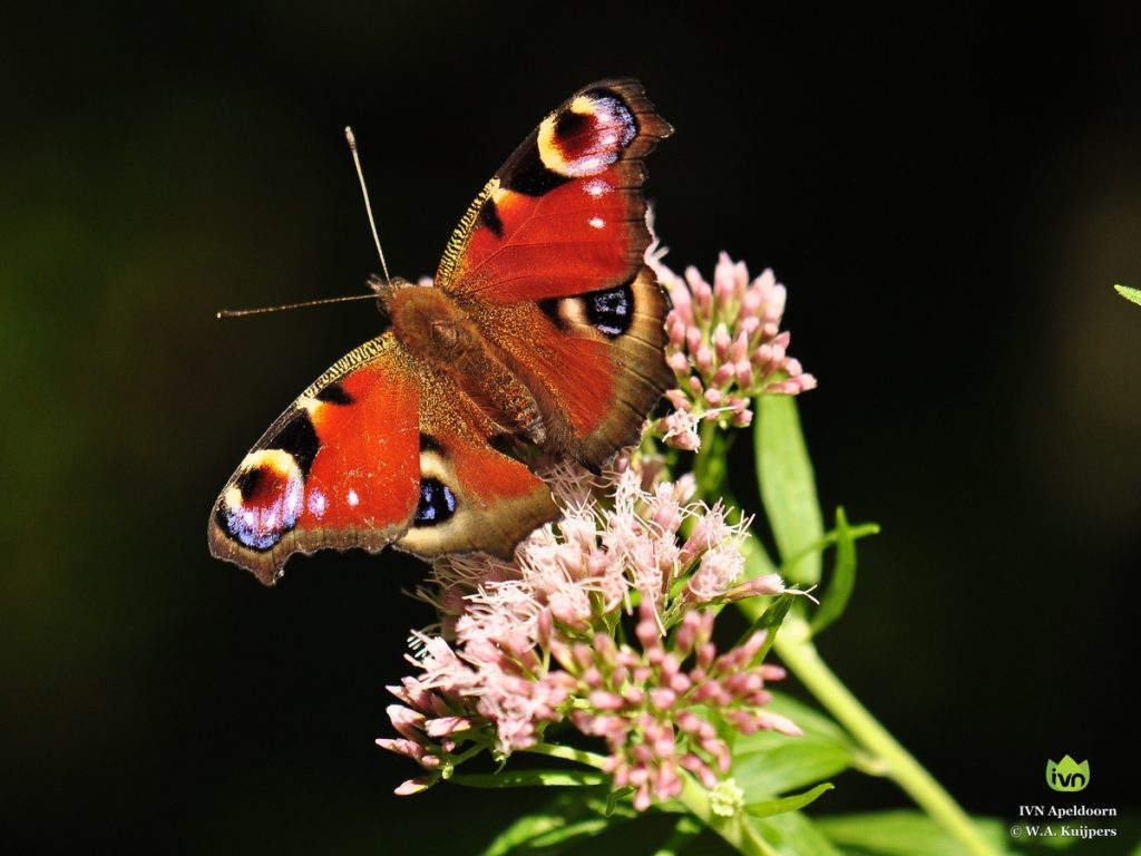 Een dagpauwoogvlinder op roze bloemen tegen een donkere achtergrond.