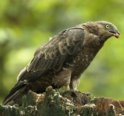 Een solitaire arend zit alert op een oude boomstronk, omringd door groen.