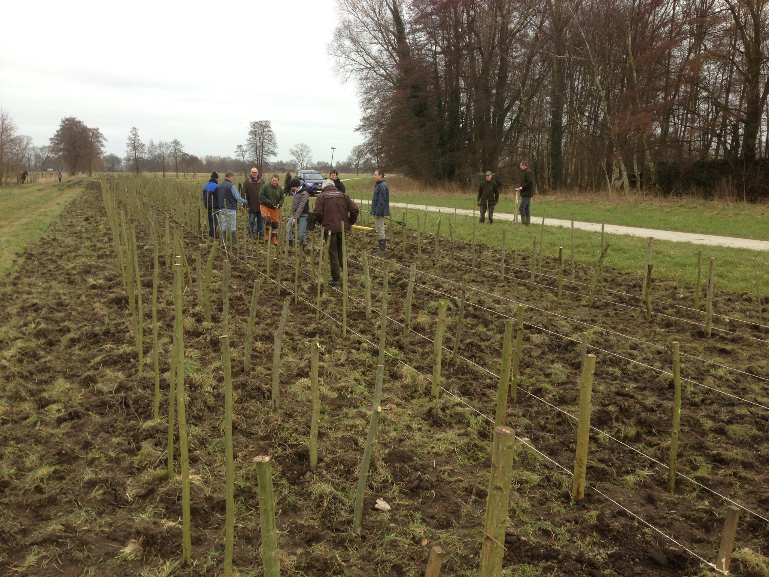 Aanplant wilgengriend Weteringse Broek