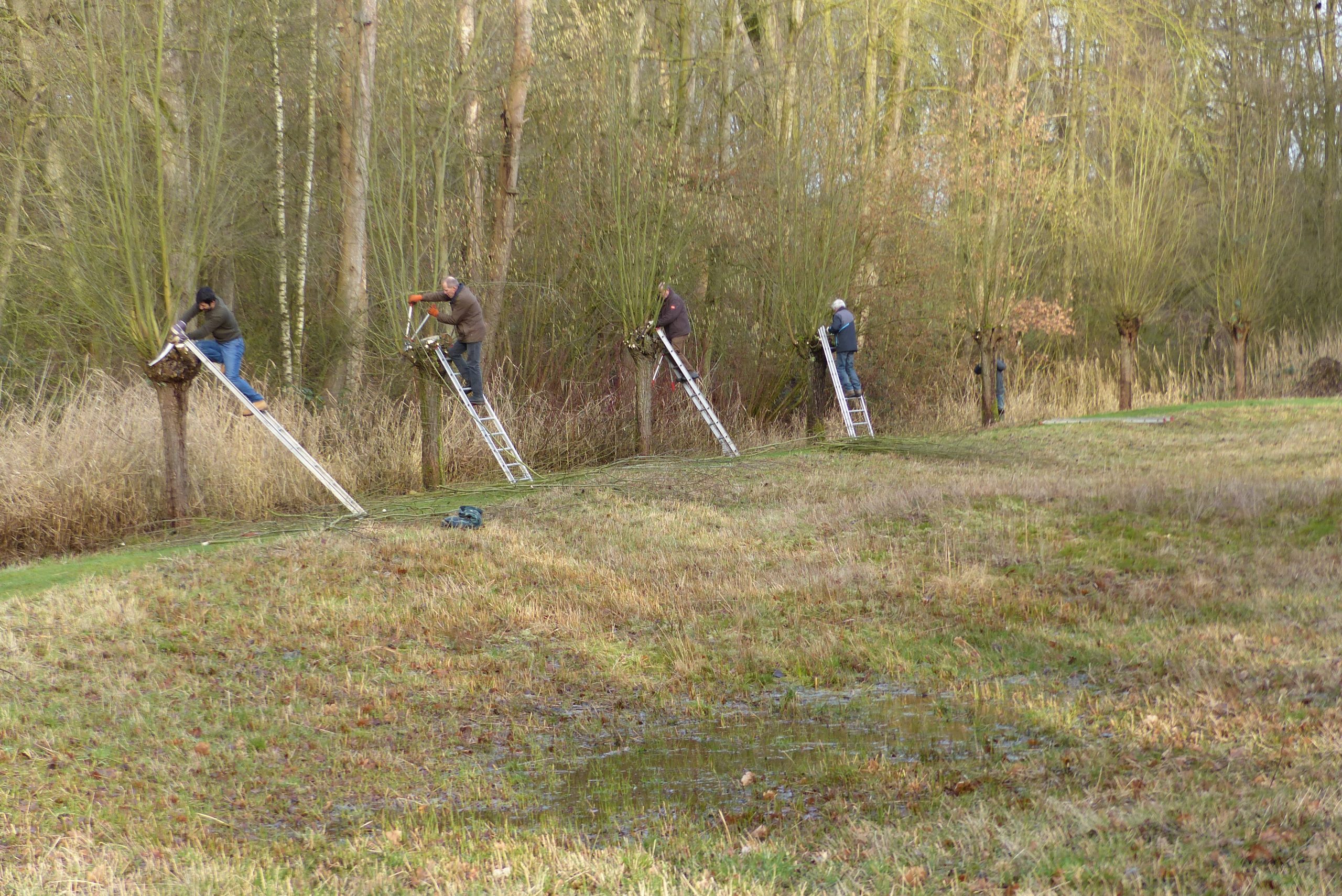 Wilgen knotten in de Heemtuin Matenpark Apeldoorn