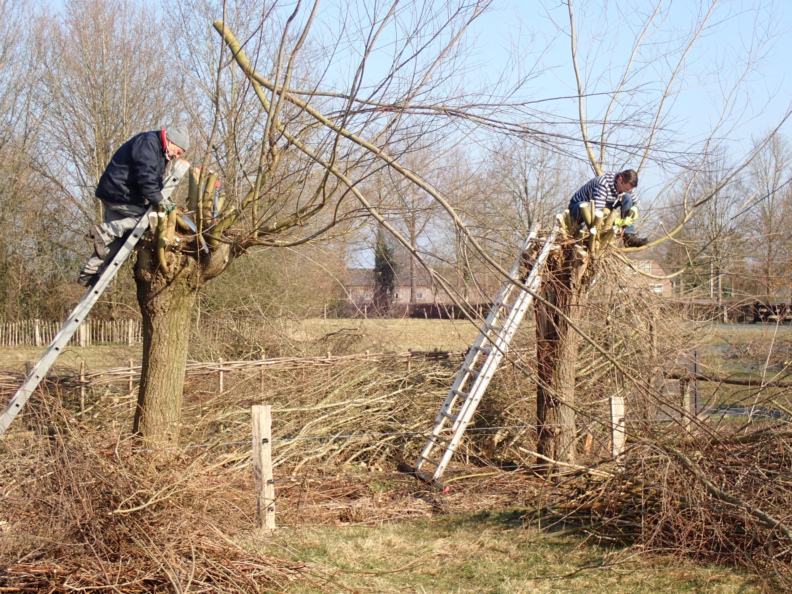 Wilgen knotten bij Roeterd