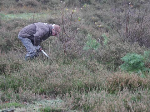 Berkjes afknippen op schapenweide langs de Turfbergweg