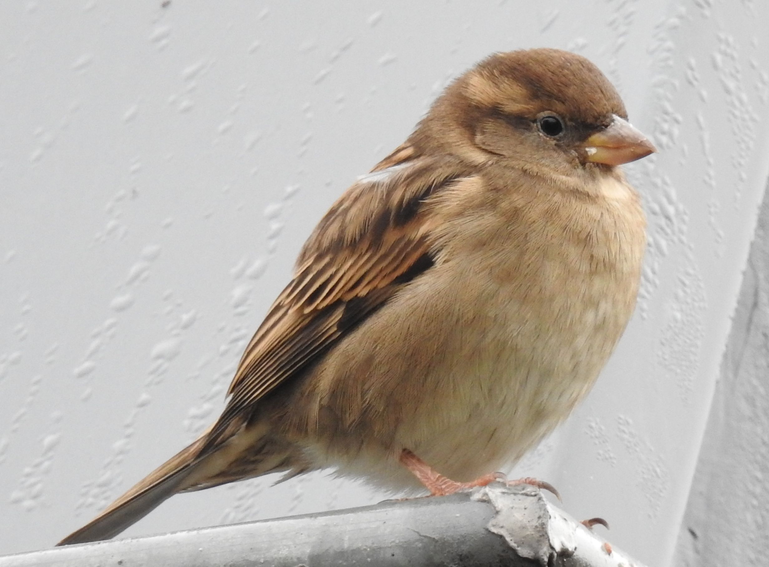 Bruine mus zit op een metalen buis tegen een grijze, gestructureerde achtergrond.