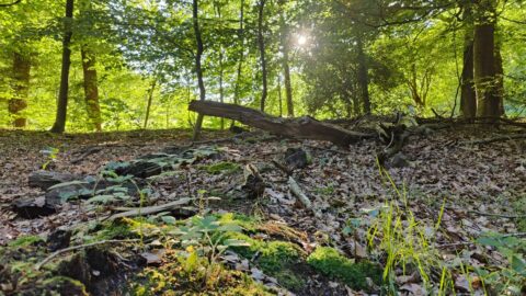 Bosrijke omgeving met fel zonlicht door de bladeren, gevallen takken en mos op de grond.