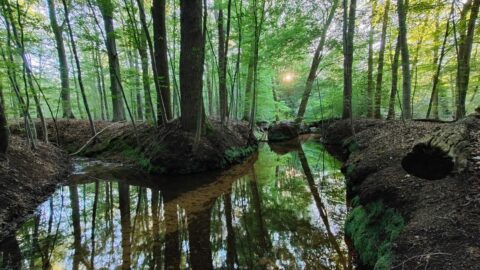 Bos met beek, omringd door bomen, zonlicht door bladeren, reflecties in water. Rustige sfeer.