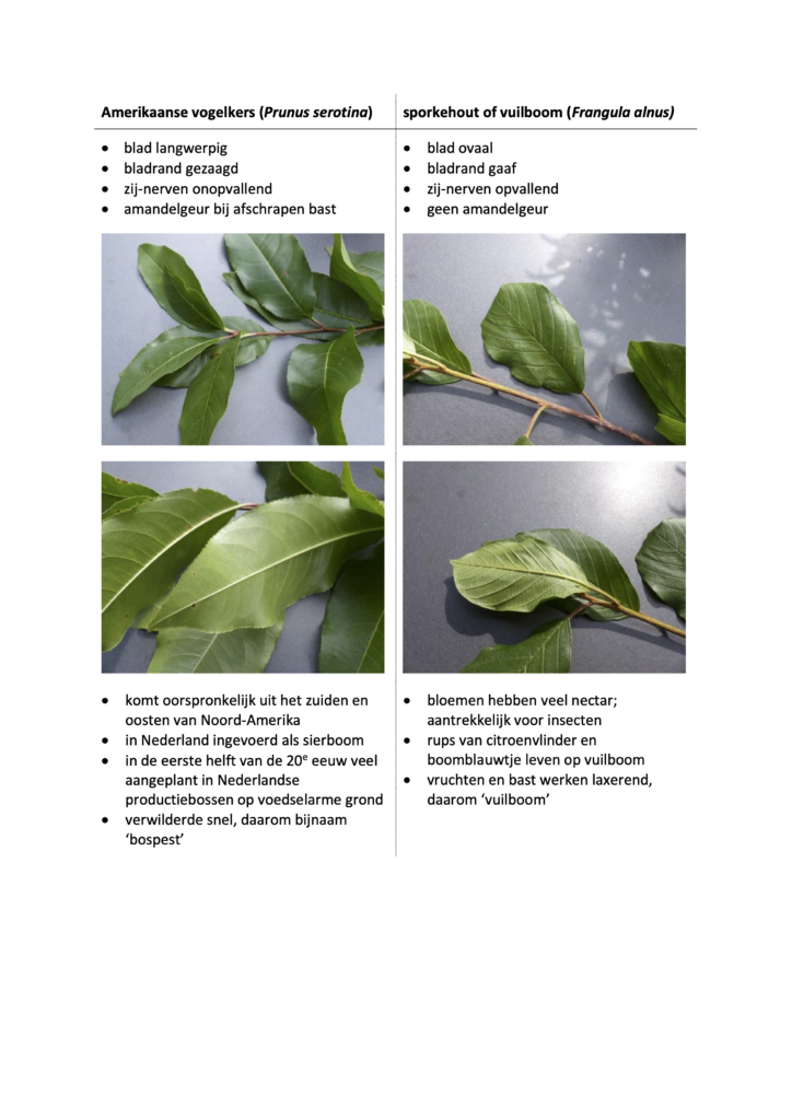 Verschillen tussen amerikaanse vogelkers en vuilboom