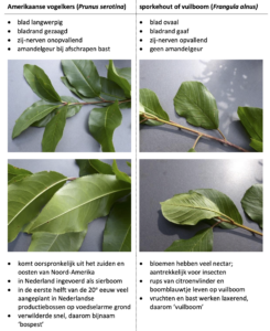 Verschillen tussen amerikaanse vogelkers en vuilboom