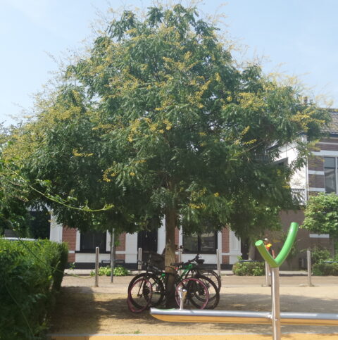 Boom met gele bloemen, fietsen eronder geparkeerd; stadsomgeving op een zonnige dag.