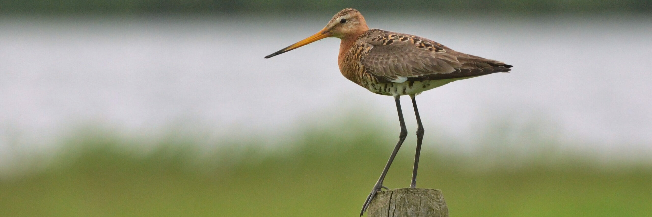 Grutto staat op een houten paal bij water, met groene achtergrond.