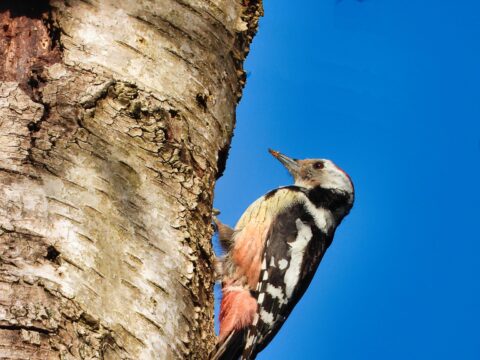 Specht tegen een boomstam met een heldere blauwe lucht op de achtergrond.