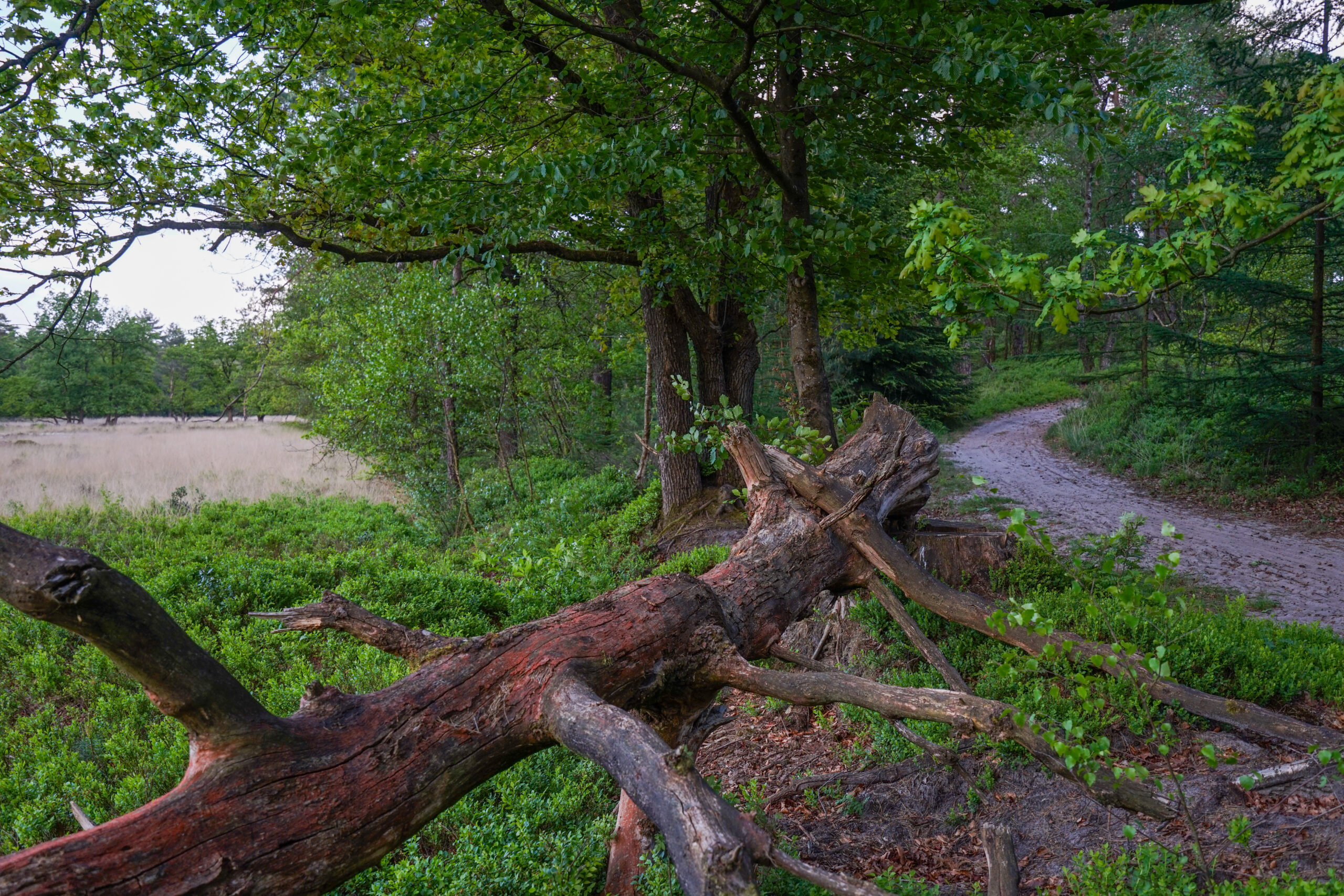 Boslandschap met omgevallen boom en kronkelend zandpad. Groen gebladerte en struikgewas omgeven het pad.