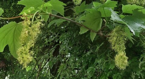 Bladeren en hangende bloeiwijzen van een groene plant, omgeven door dichte begroeiing.