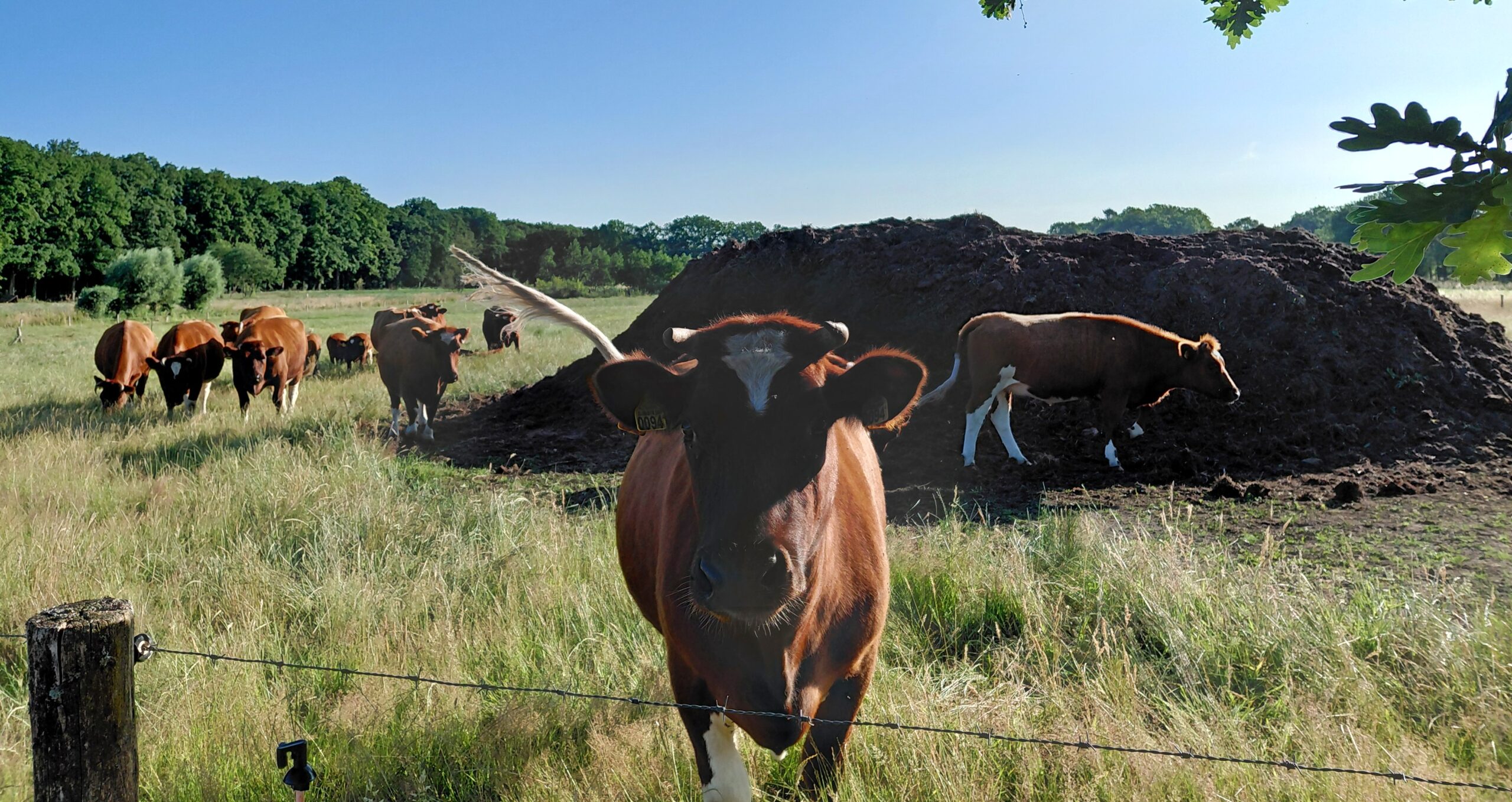 Bruine koeien grazen in een weide met een grote modderhoop, omgeven door bomen.