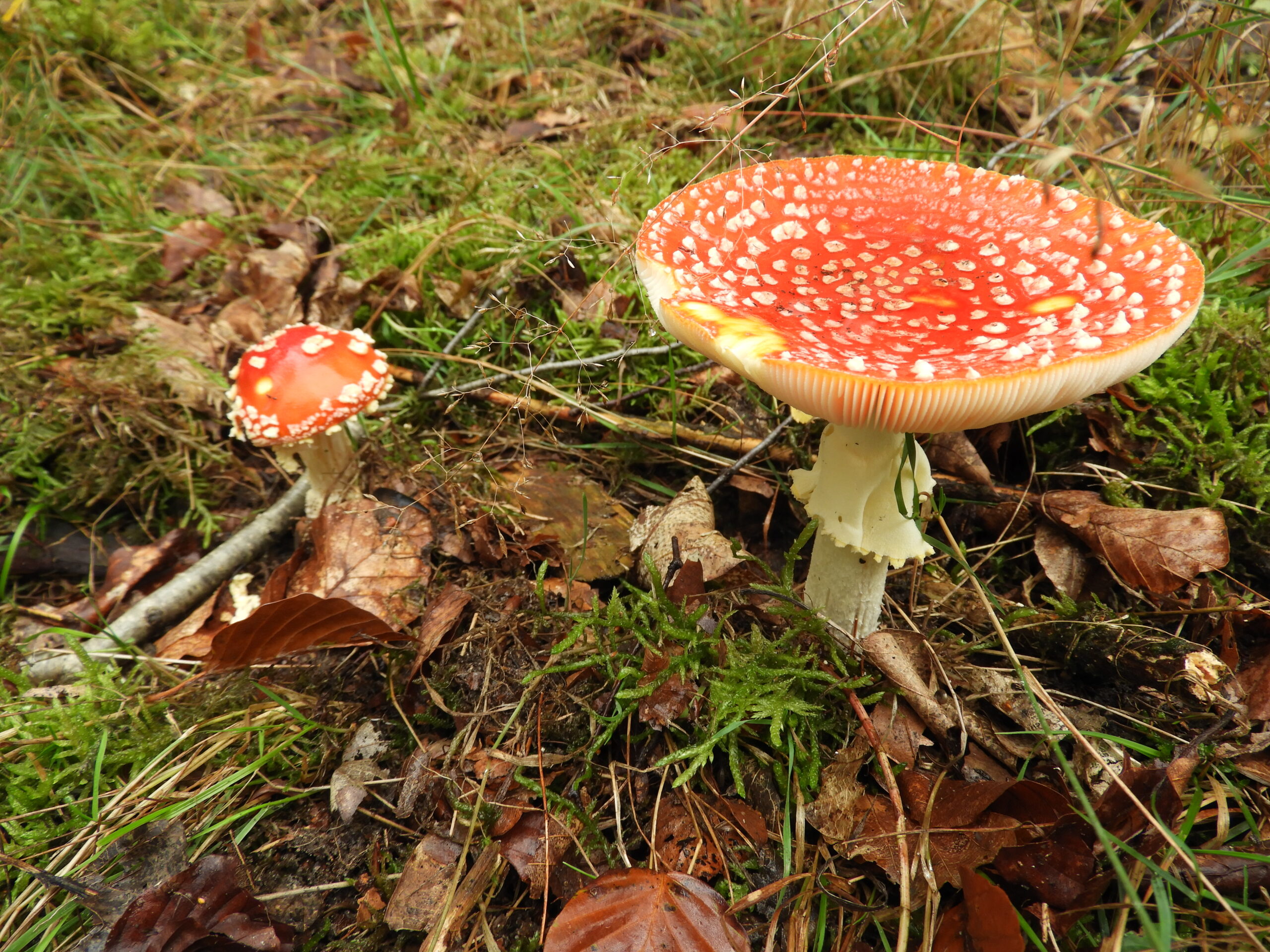 Twee vliegenzwammen in een bos, omgeven door groen mos en bruine bladeren.