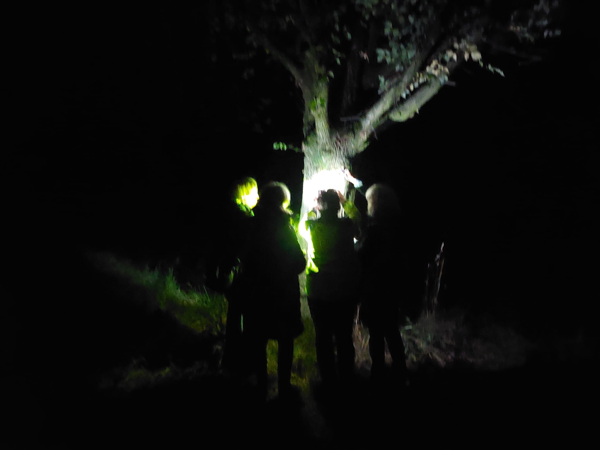 Drie silhouetten belichten een boom in het donker met zaklampen.