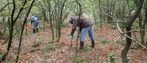 Opslag verwijderen uit het eikenhakhout bij Hoog Buurlo