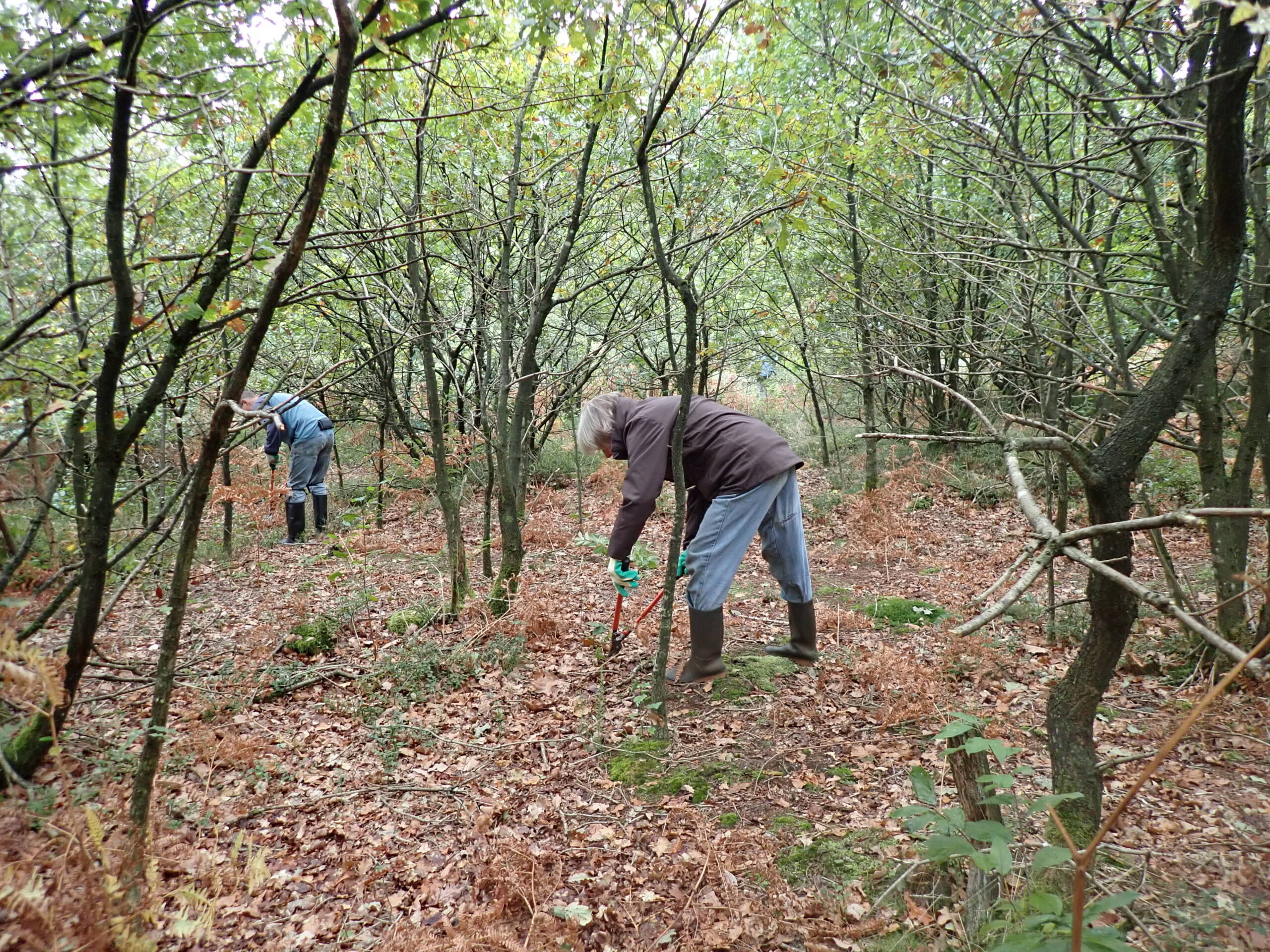 Opslag verwijderen uit het eikenhakhout bij Hoog Buurlo