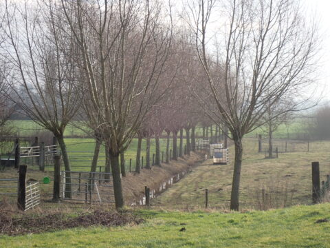 Rij kale bomen langs een sloot op een open veld met hekjes en groene weiden.