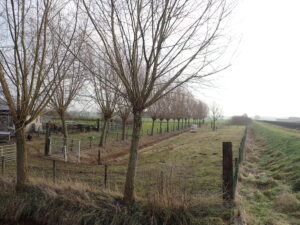 Knotwilgen bij Klarenbeek