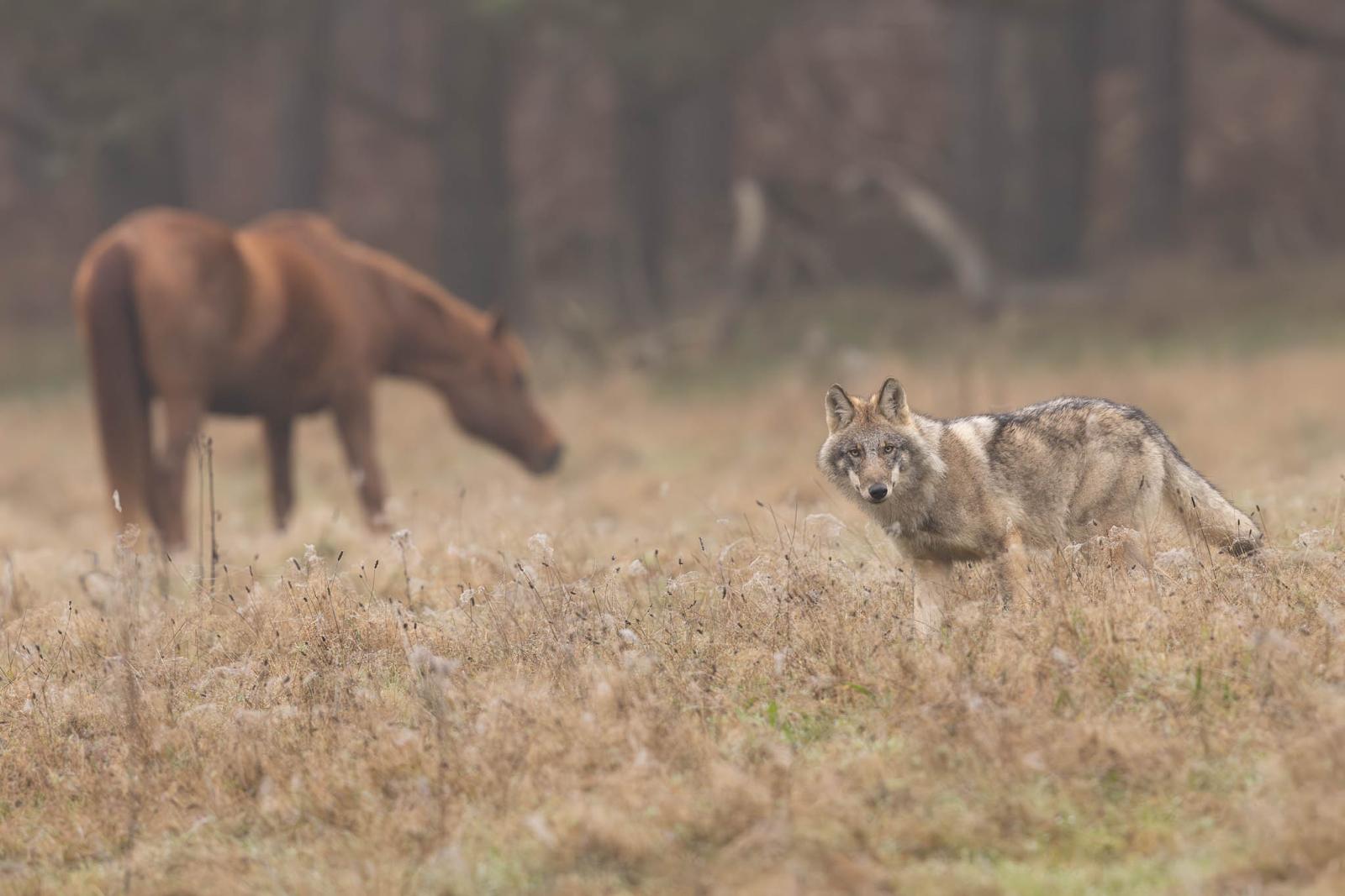 Wolf kijkt naar camera in grasveld met wazig bruinkleurig paard op de achtergrond.