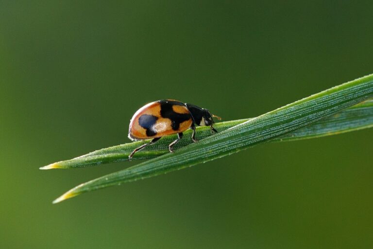 Lieveheersbeestje met oranje en zwarte stippen op een groen blad tegen een wazige groene achtergrond.