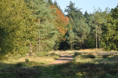 Bospad omgeven door groene en herfstkleurige bomen onder een heldere hemel.