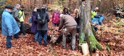 Mensen onderzoeken een omgevallen boom in een herfstbos, omringd door felgekleurde bladeren.