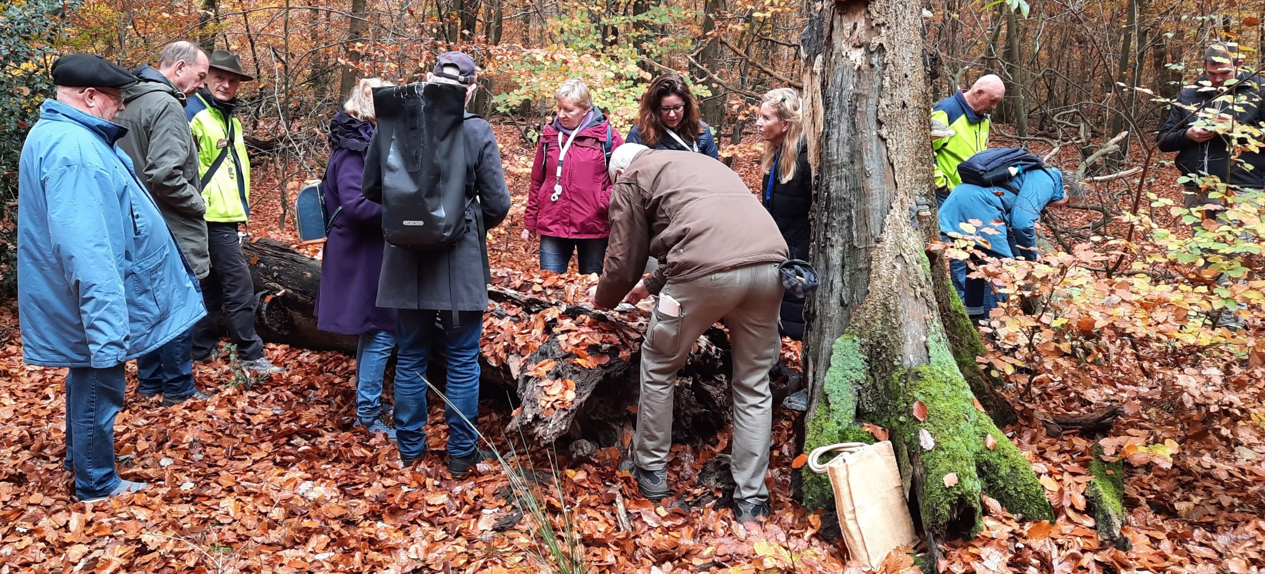 Mensen onderzoeken een omgevallen boom in een herfstbos, omringd door felgekleurde bladeren.