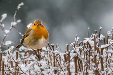 Roodborstje op besneeuwde takken met een wazige, winterse achtergrond.