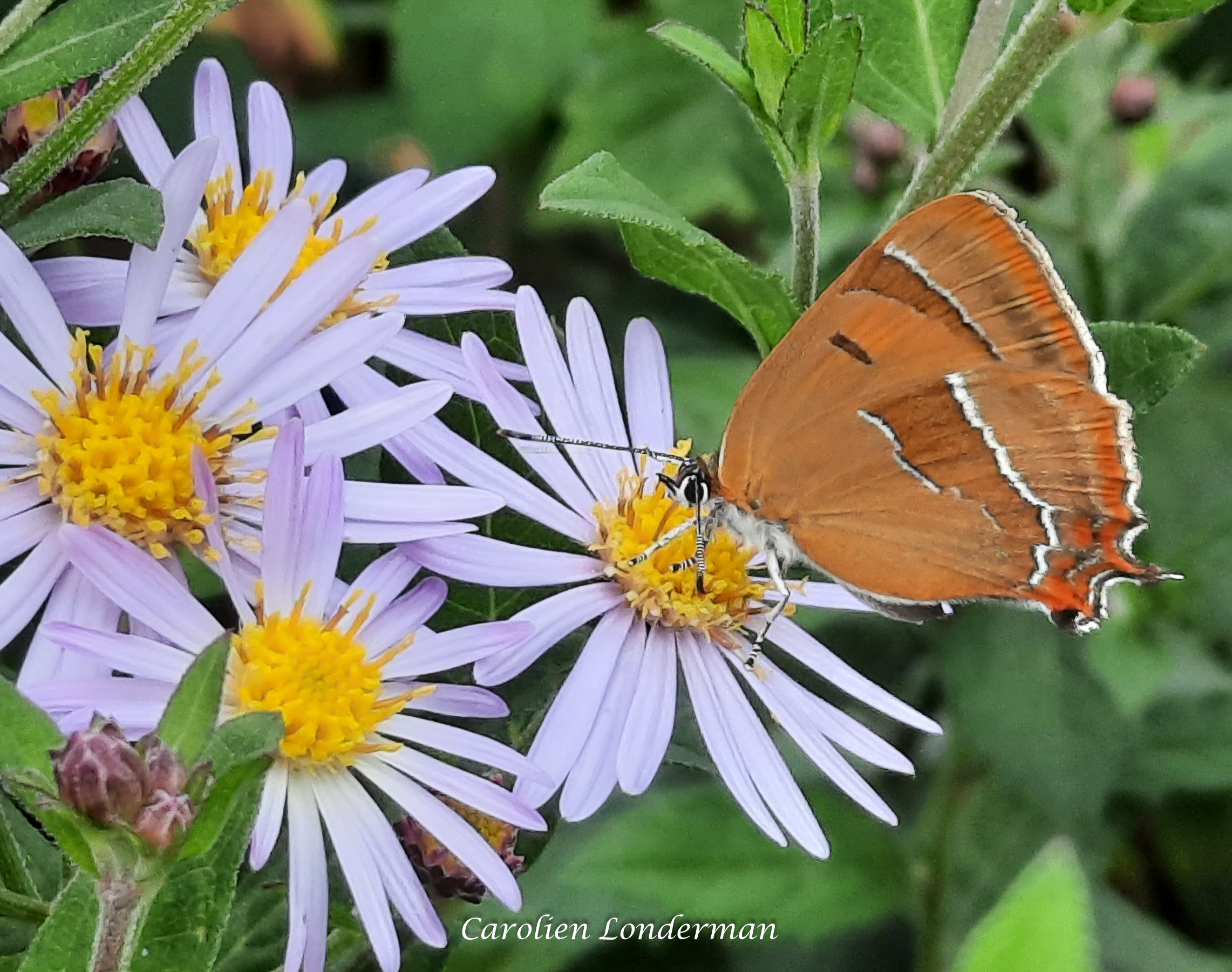 Oranje vlinder op paarse bloemen met geel hart in groene omgeving.