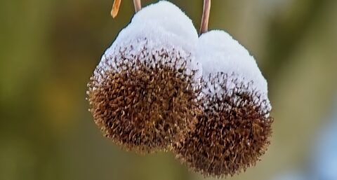Twee met sneeuw bedekte bolsters van een plataan tegen een onscherpe groene achtergrond.
