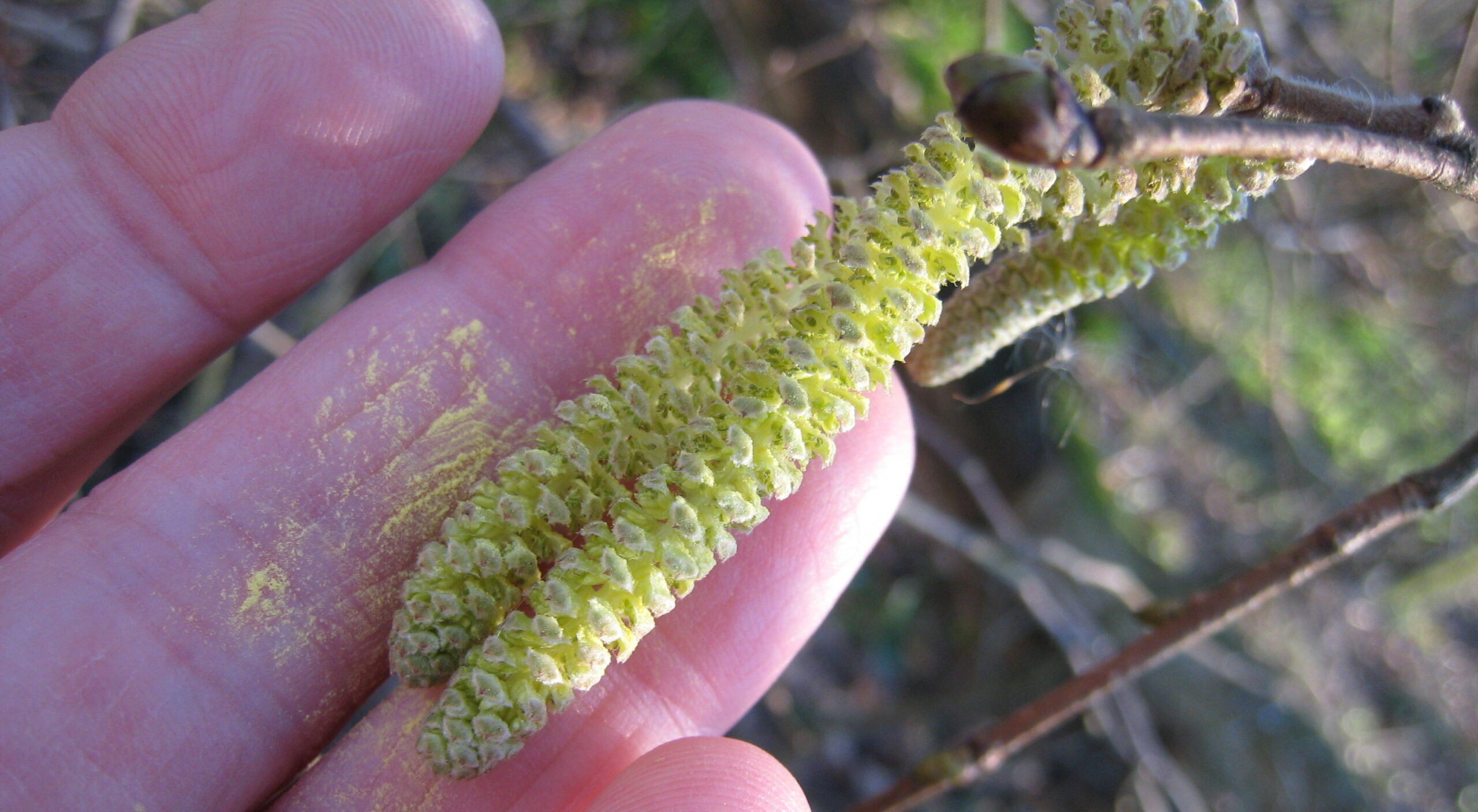 Hand houdt een gele katje vast met zichtbare pollen. Achtergrond van takken en onscherp bos.