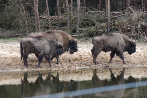 Drie Europese bizons staan aan de waterkant, omgeven door een bosrijke achtergrond.