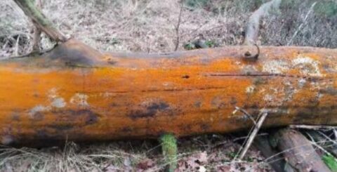 Omgevallen boomstam bedekt met oranje mos in een bosrijk gebied.