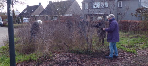 Mensen snoeien struiken in een buurtparkje met omliggende huizen op de achtergrond.