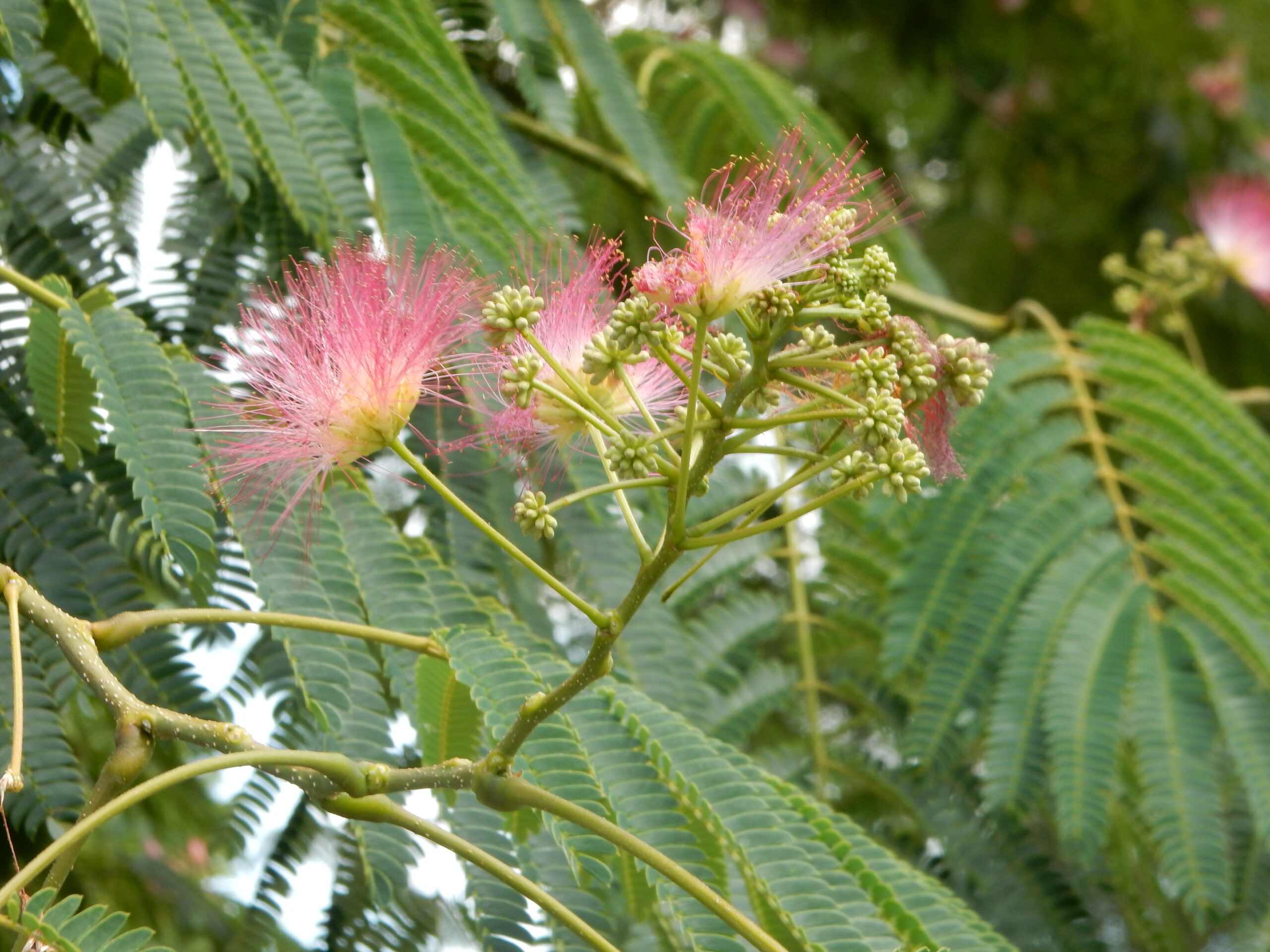 Roze pluimbloemen op een tak met groene geveerde bladeren.