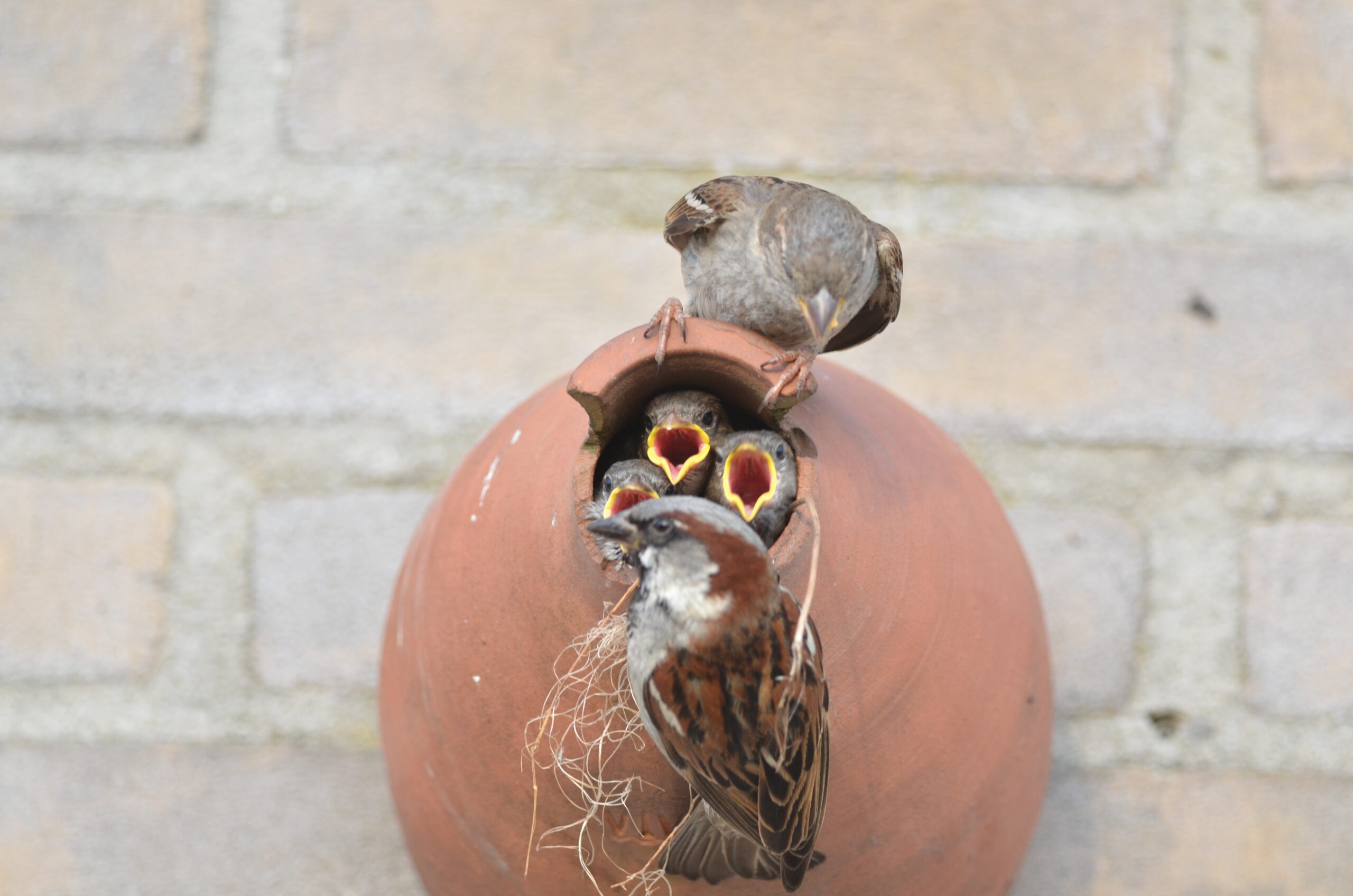 Twee mussen bij een nestpot; jongen wachten met open monden op voedsel.
