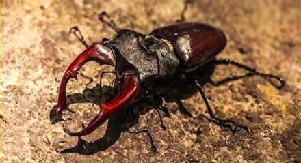 Keversoort met grote, rode kaken op ruwe, bruine ondergrond.