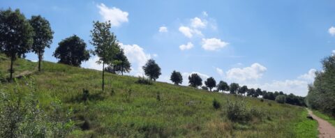 Een groen heuvelachtig veld met een rij bomen onder een blauwe lucht met wolken.