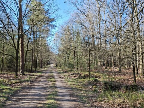 Boslaan met kale bomen en blauwe lucht, omgeven door bladerloze takken en dichte begroeiing.