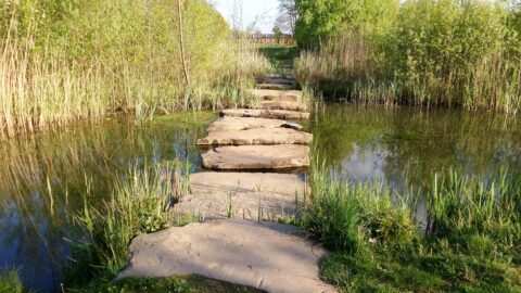 Stenen pad over een vijver, omgeven door riet en groen.