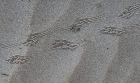 Sporen in het zand, waarschijnlijk van een klein dier met gespreide tenen dat voorbij kroop.