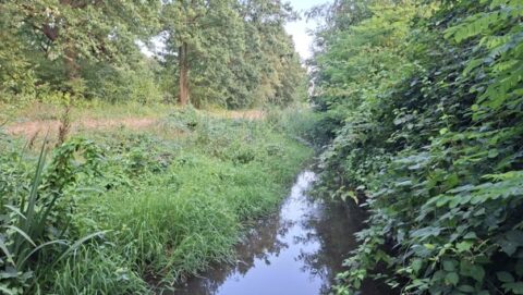 Een smal beekje slingert door groen bos en gras in een rustiek landschap.